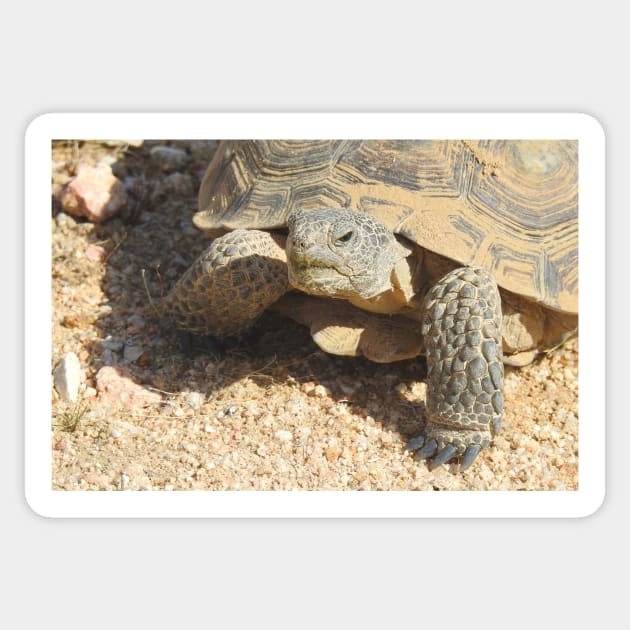 Desert tortoise, wildlife, reptiles, Desert Charmer Sticker by sandyo2ly